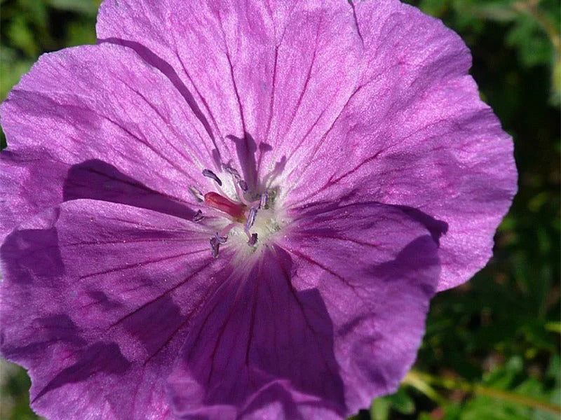 Storkenæb, GERANIUM sanguineum i 10 cm potte.