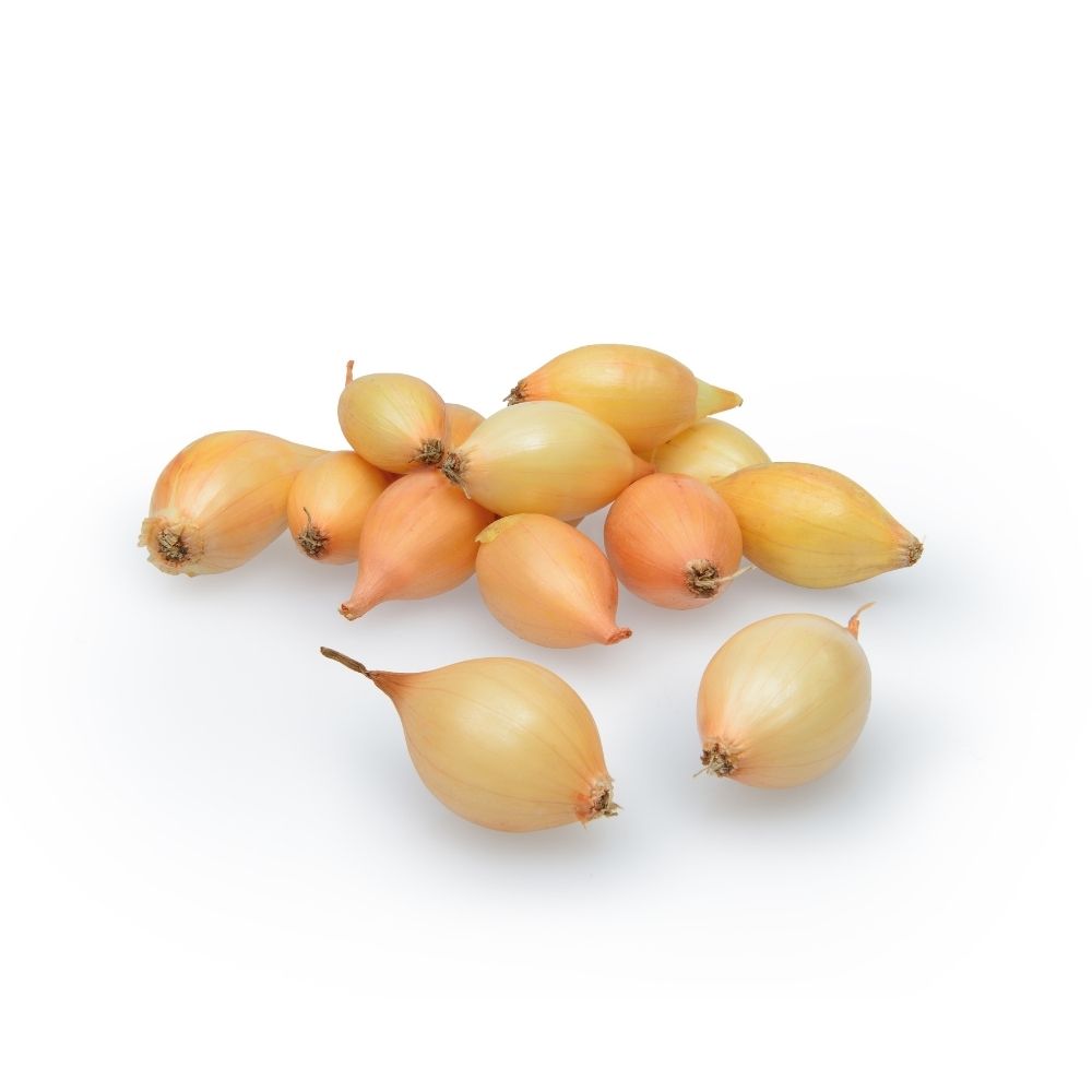 Sætteløg - Sturon - 250g 21/24 mm.