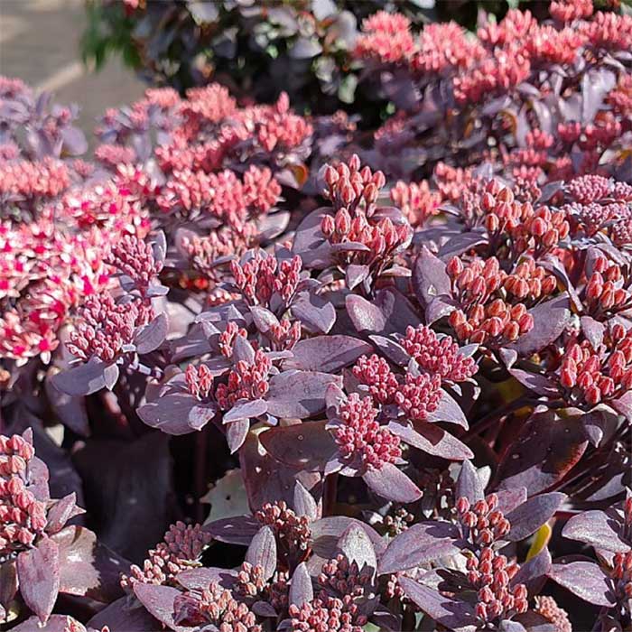 Sankthansurt, SEDUM t. 'Seduction Cherry Chocolate'