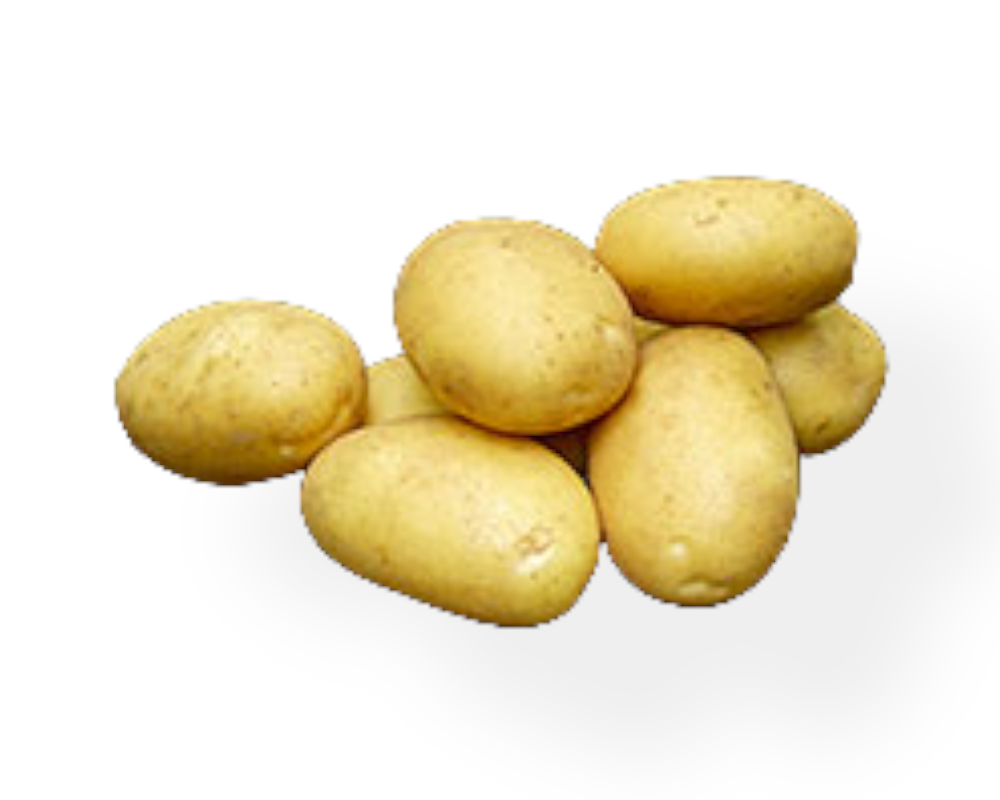 Økologiske læggekartofler Sava 1,5 kg til haven.