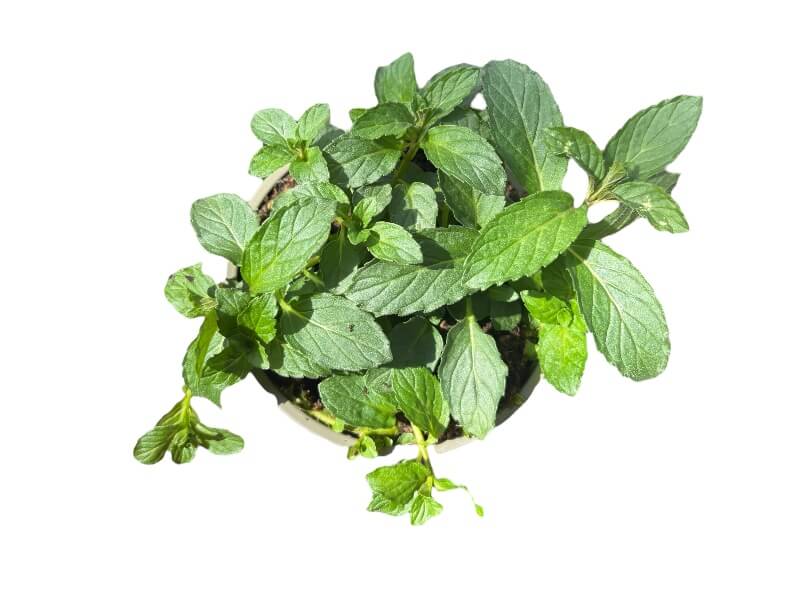 Schweizermynte, Mentha 'Swiss' i 12 cm potte