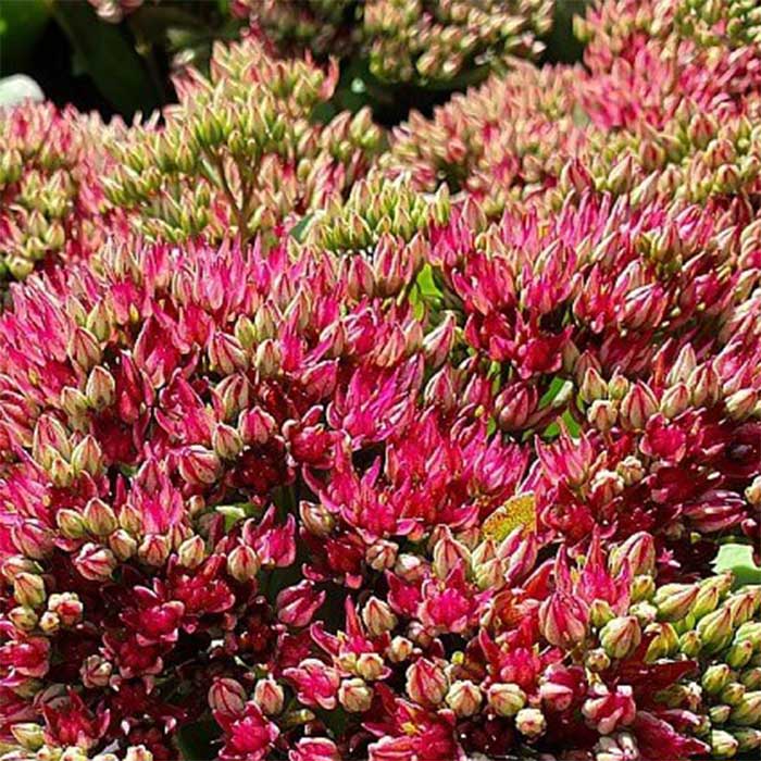 Sct. Hans urt, SEDUM hybrid 'Class Act' - 1 L Potte