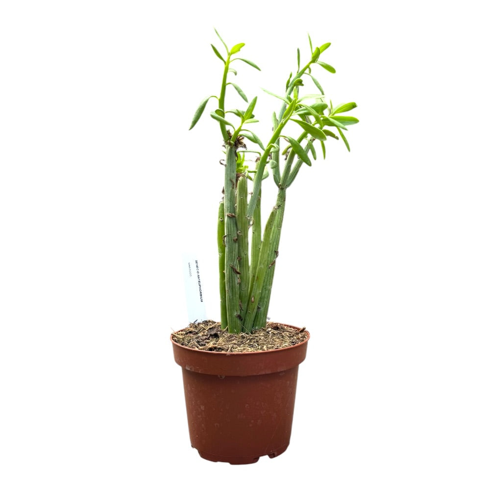 Senecio anteuphorbium ´Marocco´