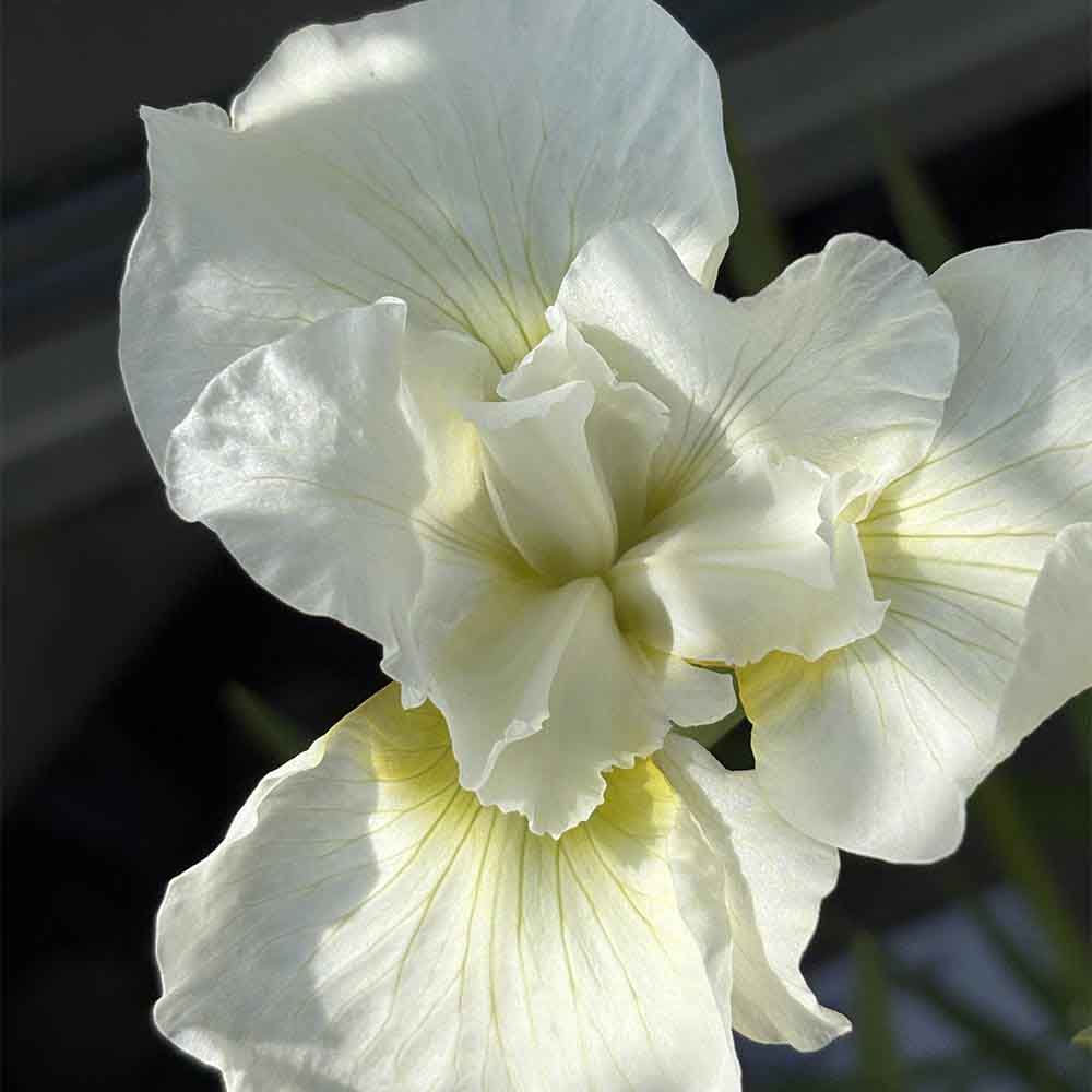 Smuk Sibirisk Iris 'Snow Queen' i 1 L potte til haven