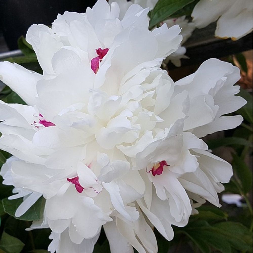 Silkepæon, PAEONIA lact. 'Festiva Maxima' - 3 L Potte