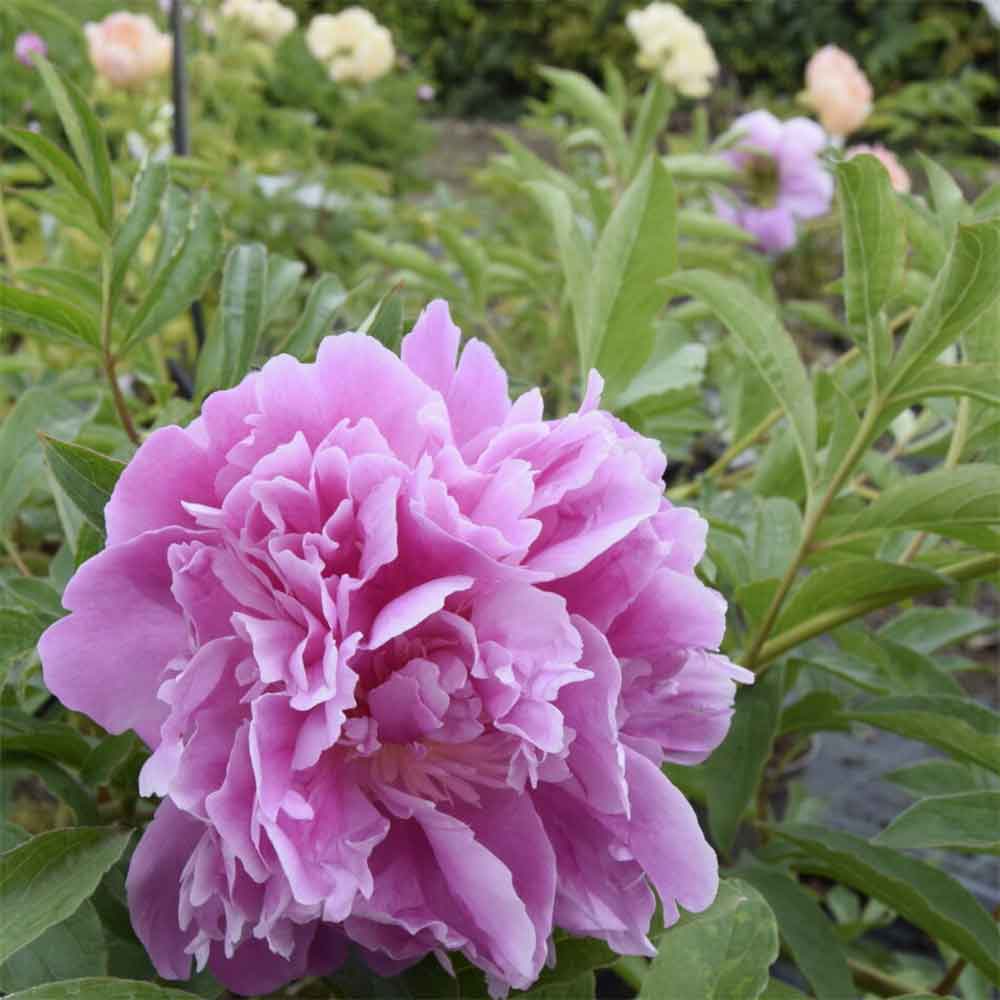 Silkepæon, PAEONIA lact. 'Monsieur Jules Elie' 3 L Potte