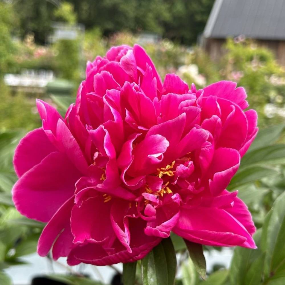 Silkepæon, PAEONIA lact. 'Paula Fay' - 3 L Potte