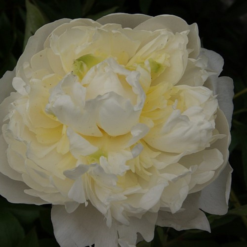 Silkepæon, PAEONIA lact. 'Shirley Temple' - 3 L Potte