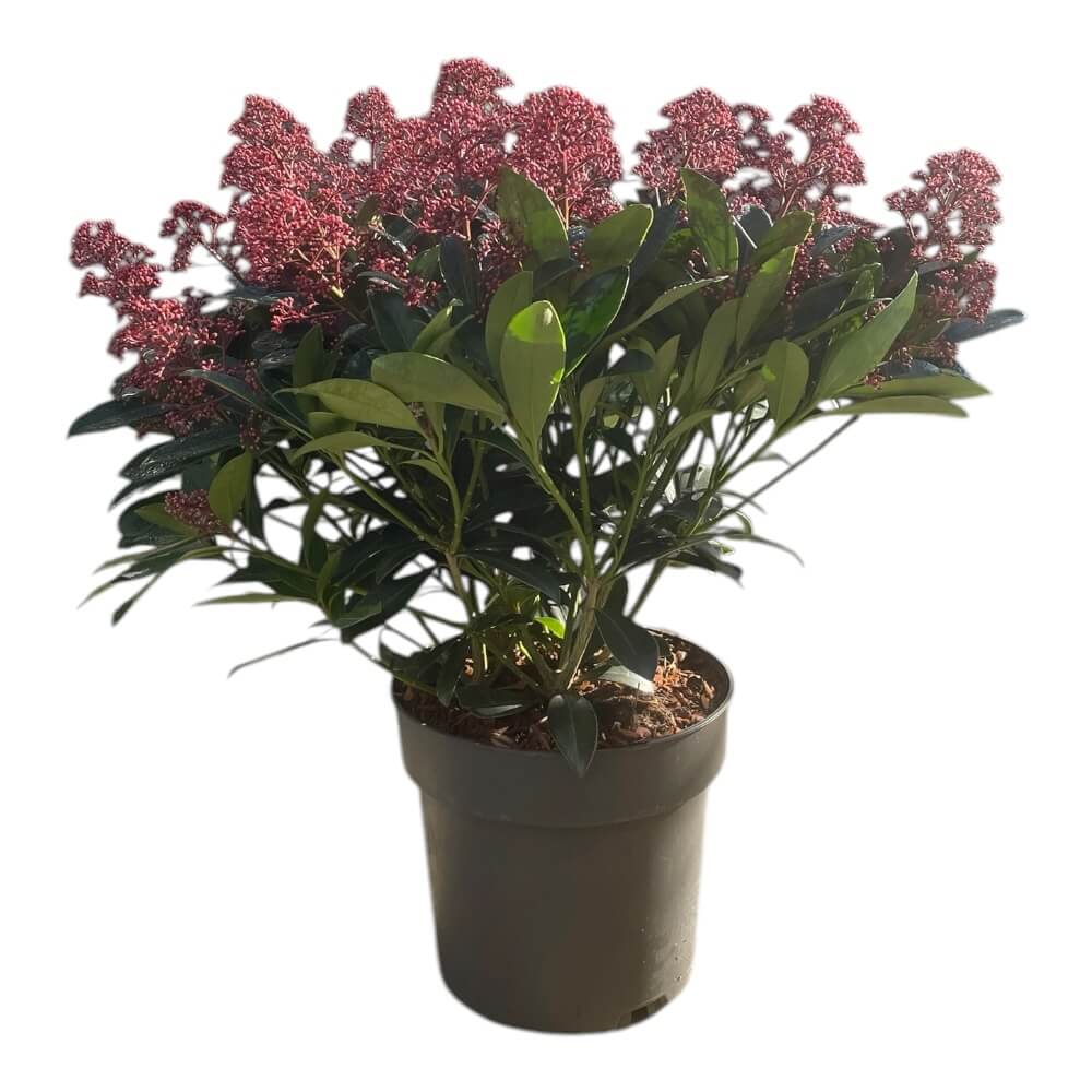 Skimmia japonica 'Rubella' - 23 cm potte