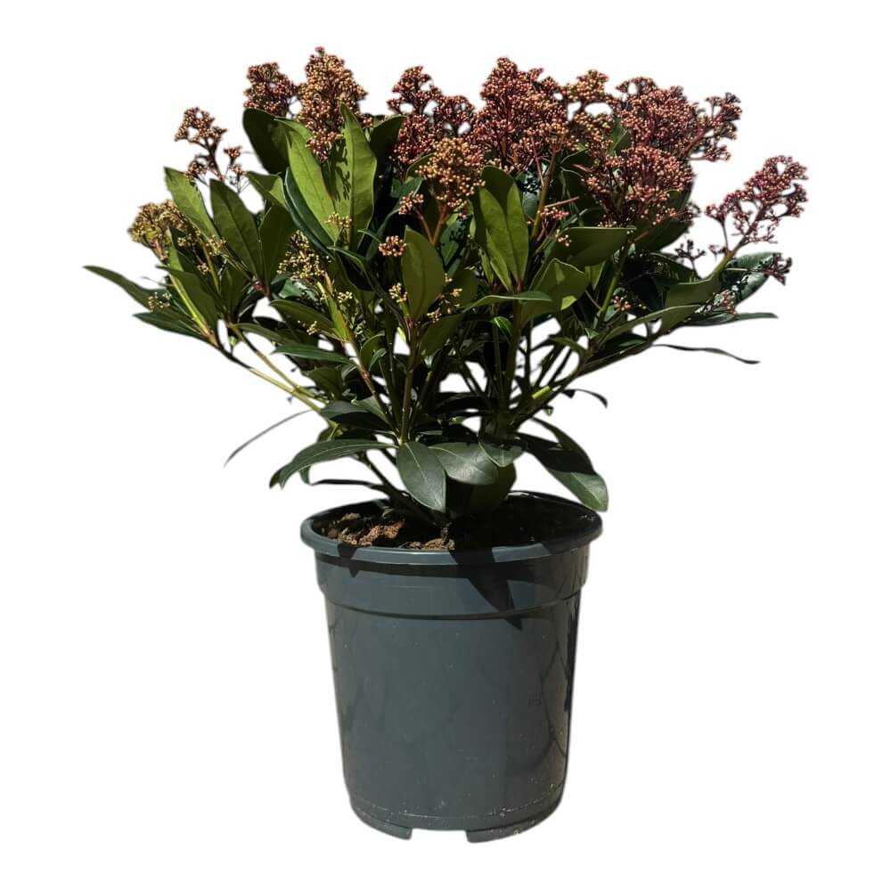 Skimmia jap. 'Rubella' - 4l potte