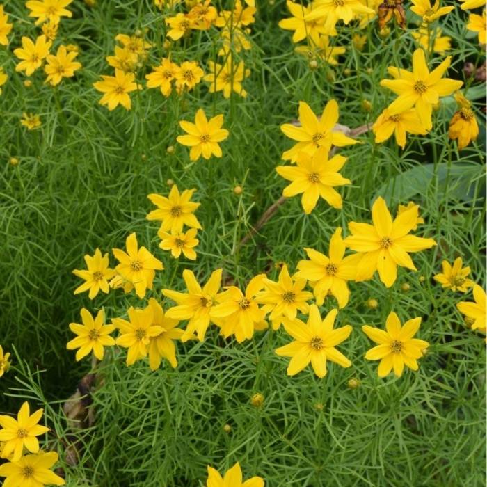 Skønhedsøje, COREOPSIS verticillata Grandiflora - 1 L Potte