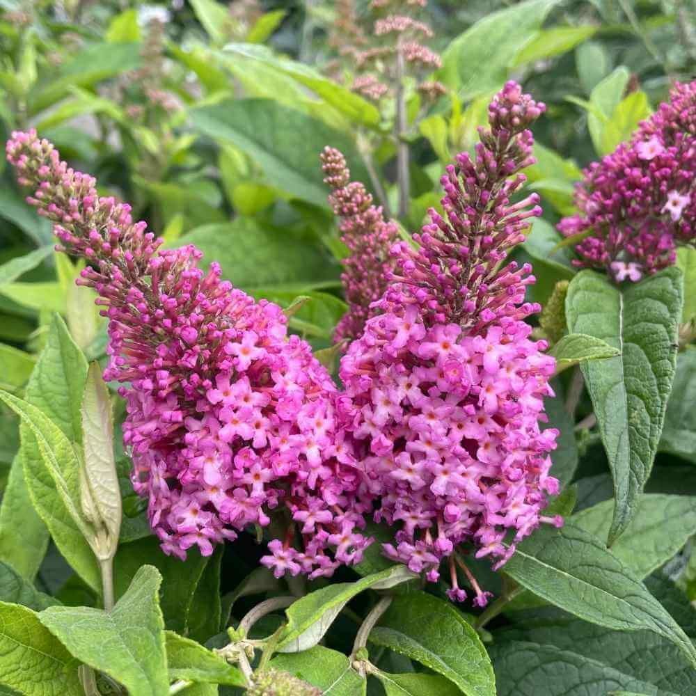 Sommerfuglebusk med kompakte lyserøde blomster af navnet Candy Little Pink til haven