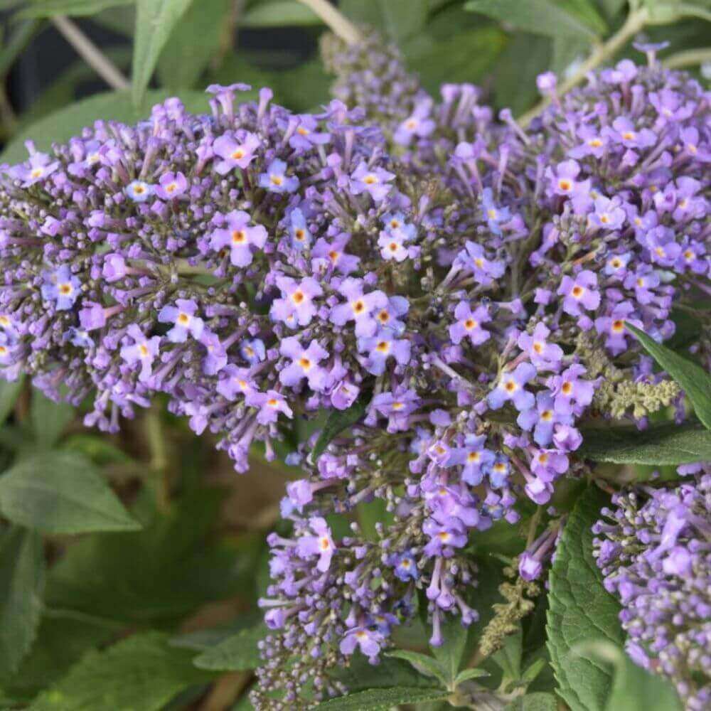 Sommerfuglebusk til haven med blomsterklaser i dyb violet