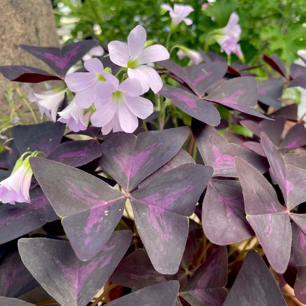 Sommerfuglekløver, Oxalis triangularis i 10 cm potte.