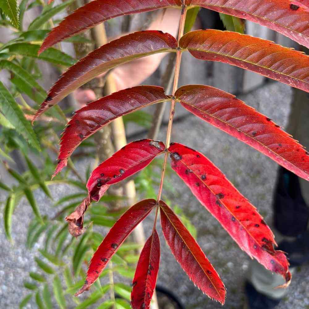 Røn træ, Sorbus ´Dodong´ - 150-175 cm stamme, i potte