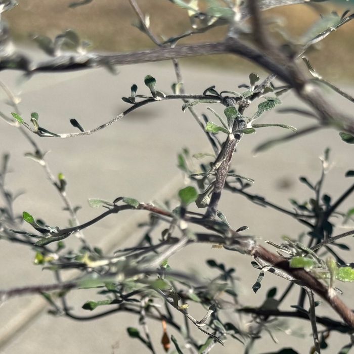 Spøgelsestræ, Corokia cotoneaster