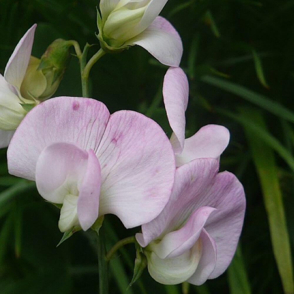 Staudeærteblomst, LATHYRUS latifolius 'Rosa Perle' - 1 L Potte