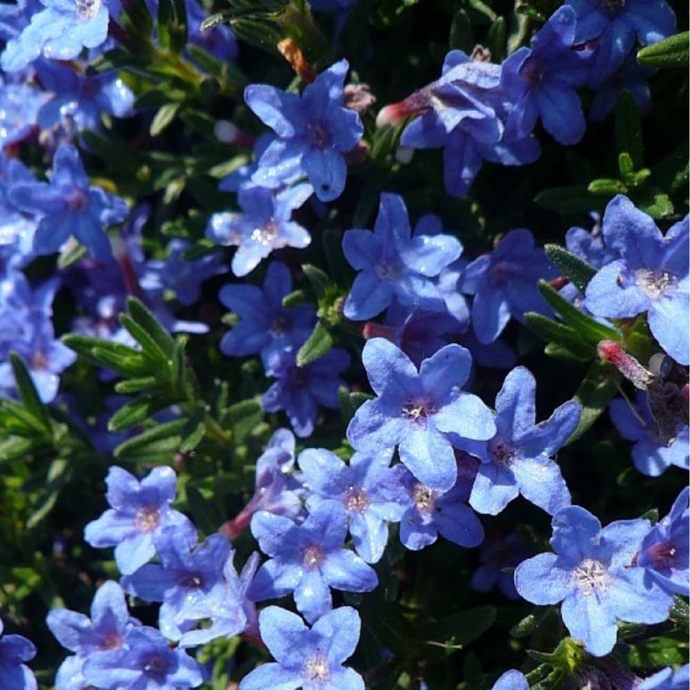 Stenfrø, LITHODORA diffusa Heavenly Blue - 1 L Potte
