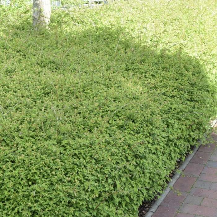 Kranstop hæk, Stephenandra inc. 'Crispa'