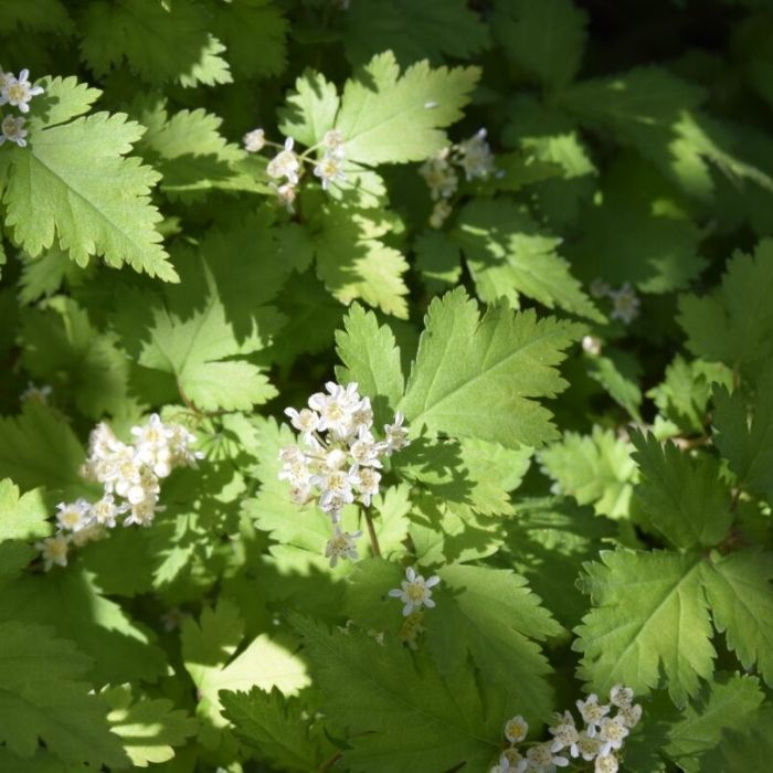 Kranstop hæk, Stephenandra inc. 'Crispa'