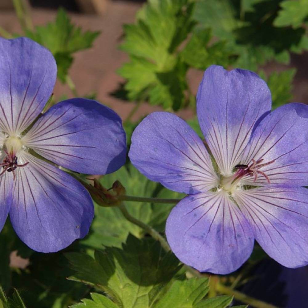 Storkenæb, GERANIUM hybrid Azure Rush 1 L Potte