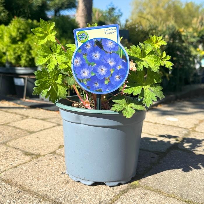 Storkenæb, Geranium 'Rozanne' – 17 cm potte