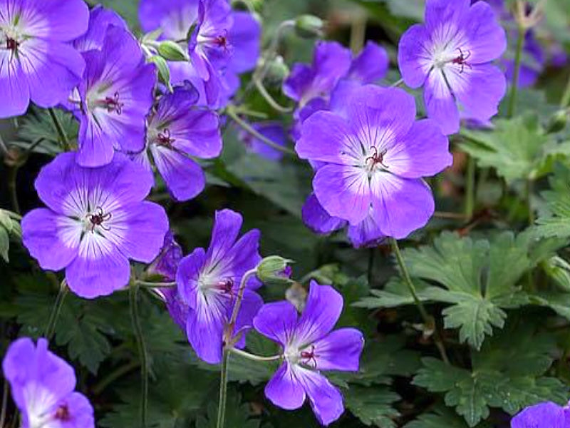 Storkenæb 'Rozanne' i 1 L potte.