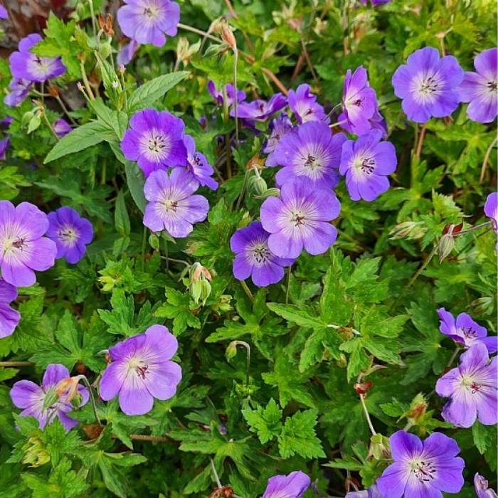 Storkenæb, Geranium 'Rozanne'
