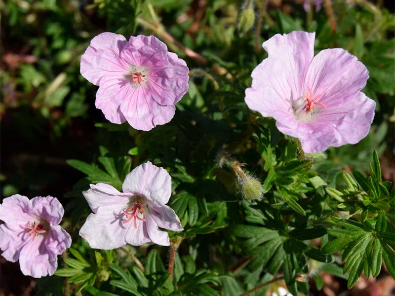 Storkenæb, GERANIUM sang, 10 cm potte.