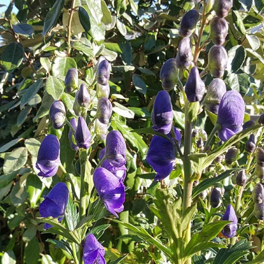 Stormhat, ACONITUM carmichaelii Arendsii - 1 L Potte