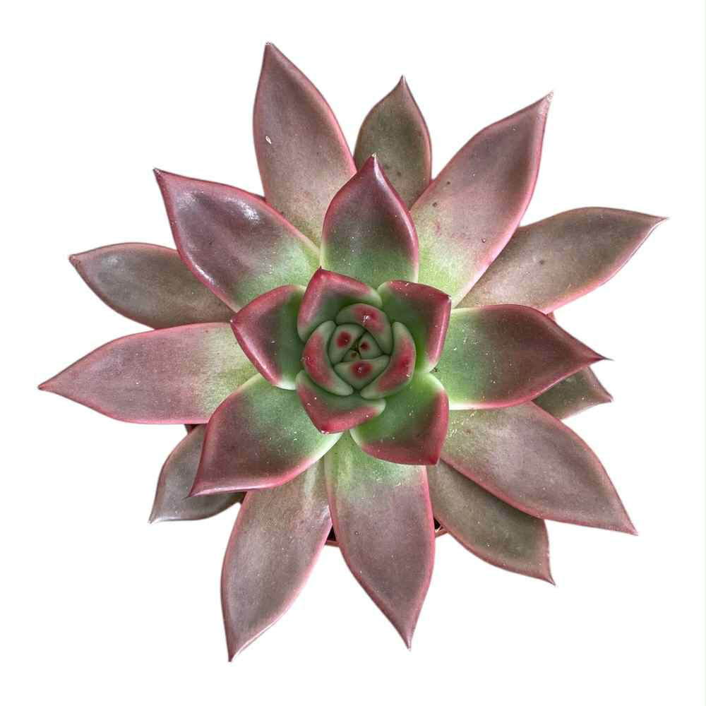 Echeveria i 10,5 cm potte oppefra