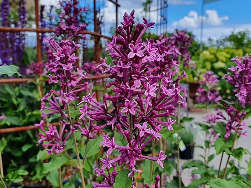 Syren, Syringa Bloomerang® Dark Purple, 5 L potte.