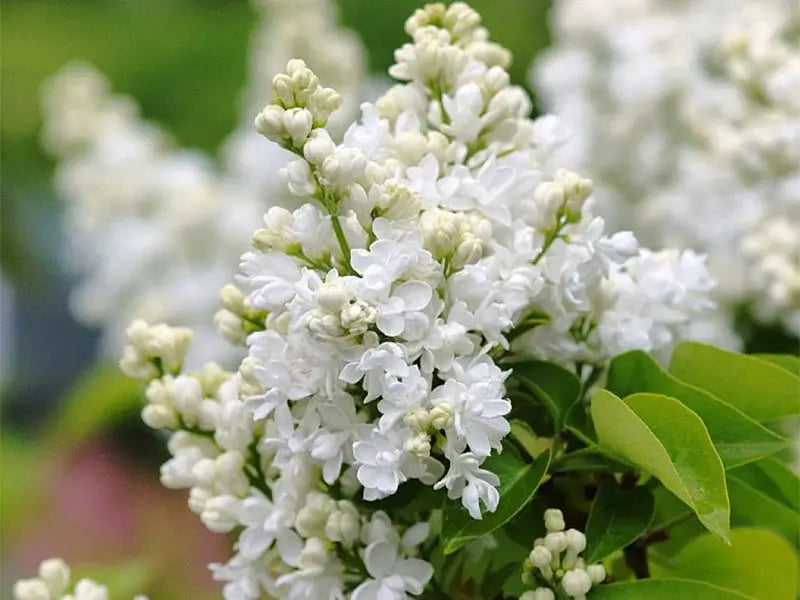 Syren, Syringa Vulgaris Mme. Lemoine i 5 L potte.