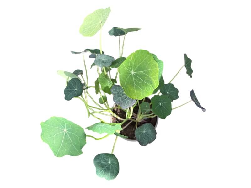 Tallerkensmækker, Tropaeolum i 12 cm potte.