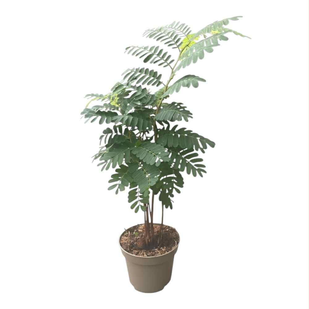 Tamarind stueplante, Tamarindus indica i potte
