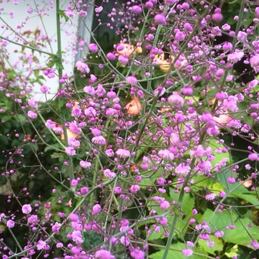 THALICTRUM delavayi 1 L Potte