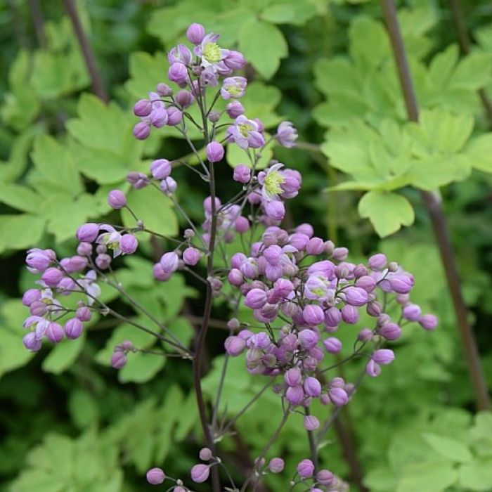 Violfrøstjerne 'Elin'