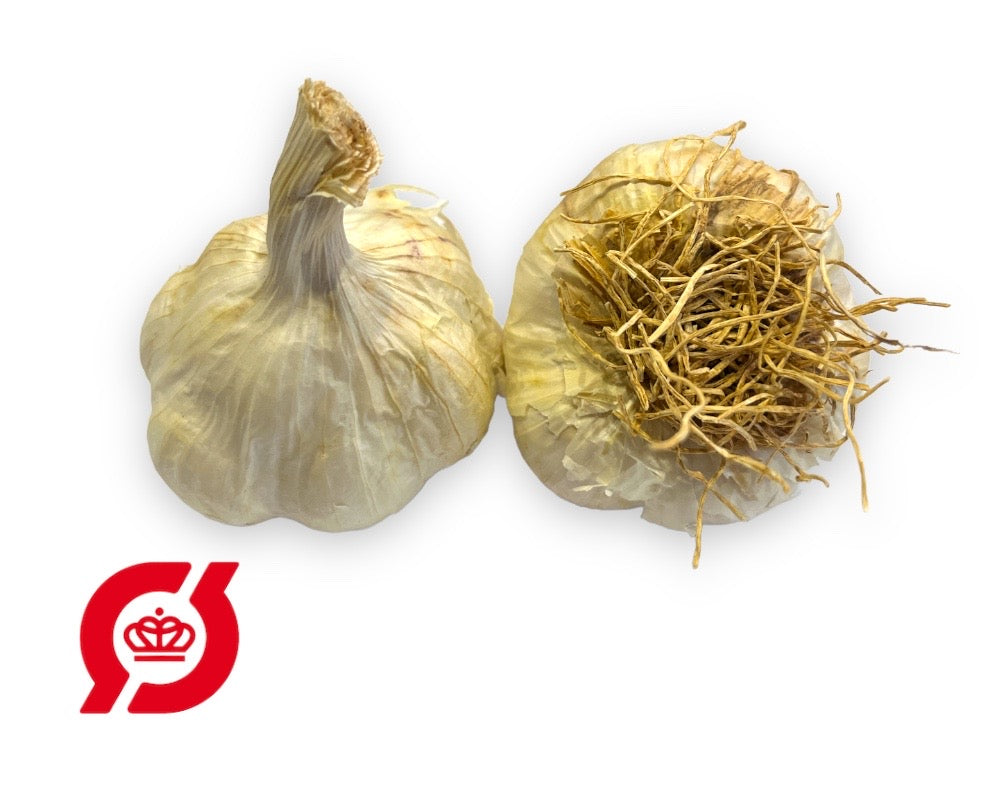 Økologisk Hvidløg 'Thermidrome' til plantning i køkkenhaven.