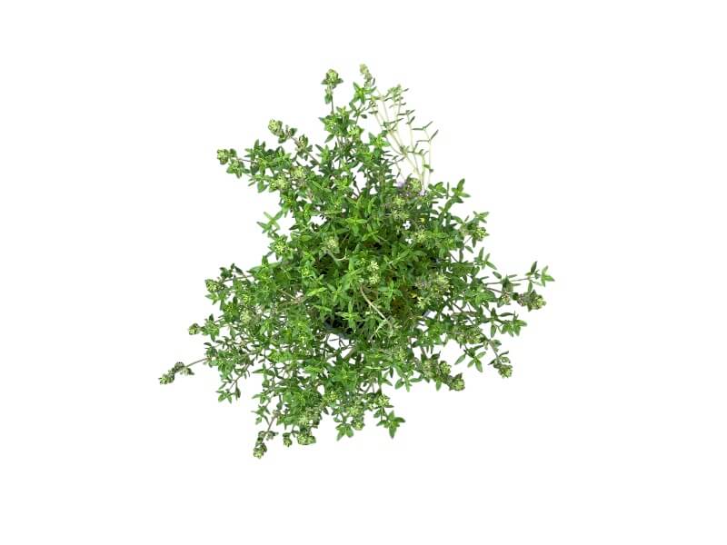 Timian, Thymus vulgaris - 12 cm potte til haveplantning.