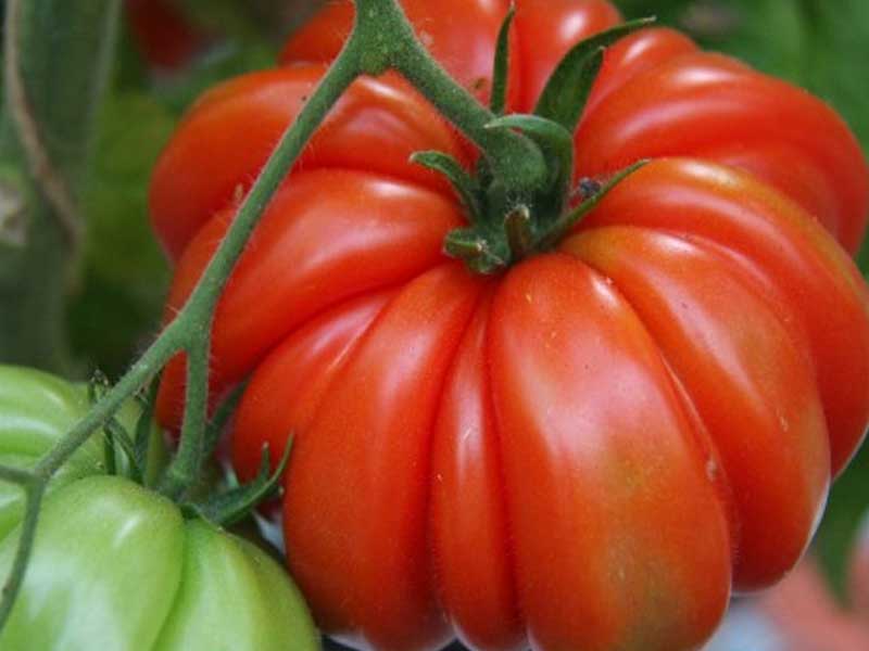 Toftegaard Tomatplante, drivhusplante - model Beauty Lottringa.