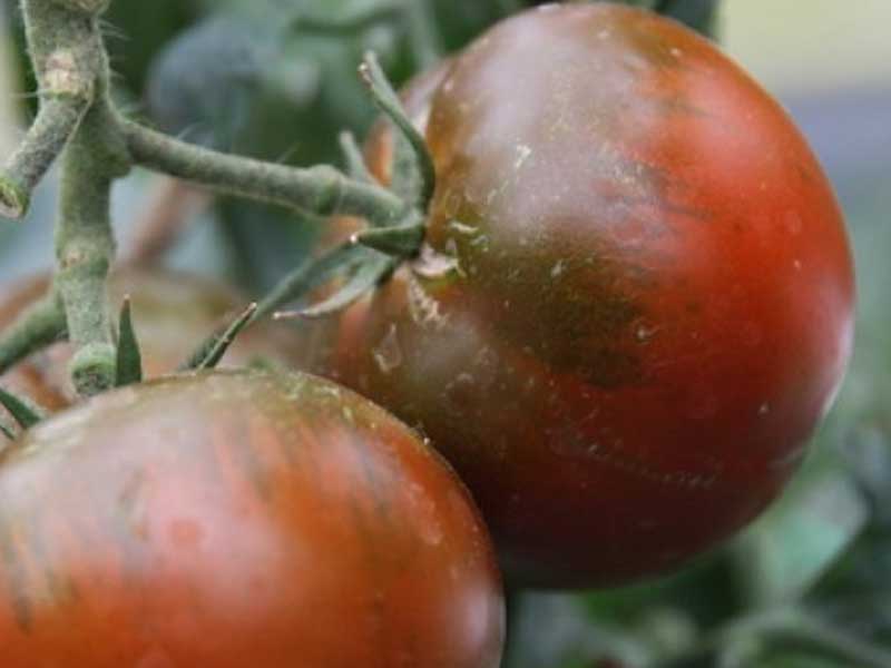 Toftegaard Tomatplante, drivhusplante, model Ebeno.