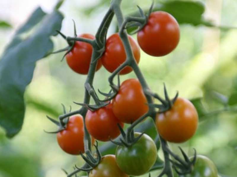 Tomatplante Toftegaard Sungold til drivhus.