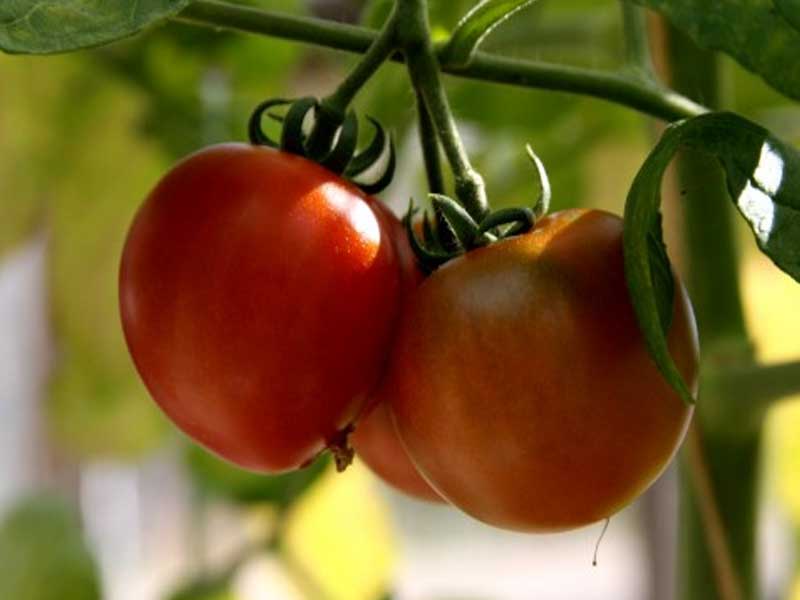 Toftegaard tomatplante model Annaway.