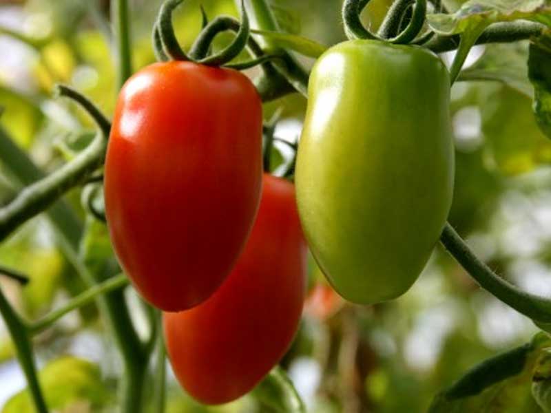 Toftegaard tomatplante, drivhusplante model Ardiles, rød alm.