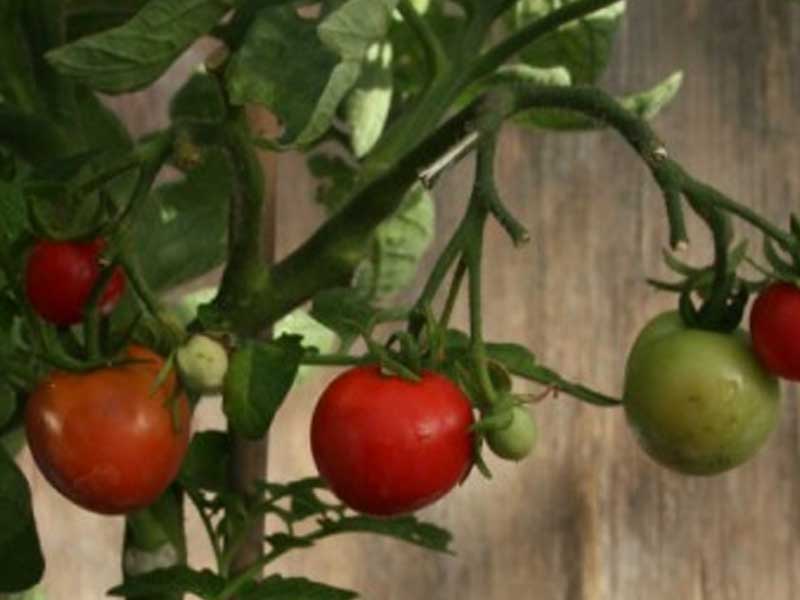 Toftegaard Tomatplante, Balkonnoe Chudo, Busk til drivhus.