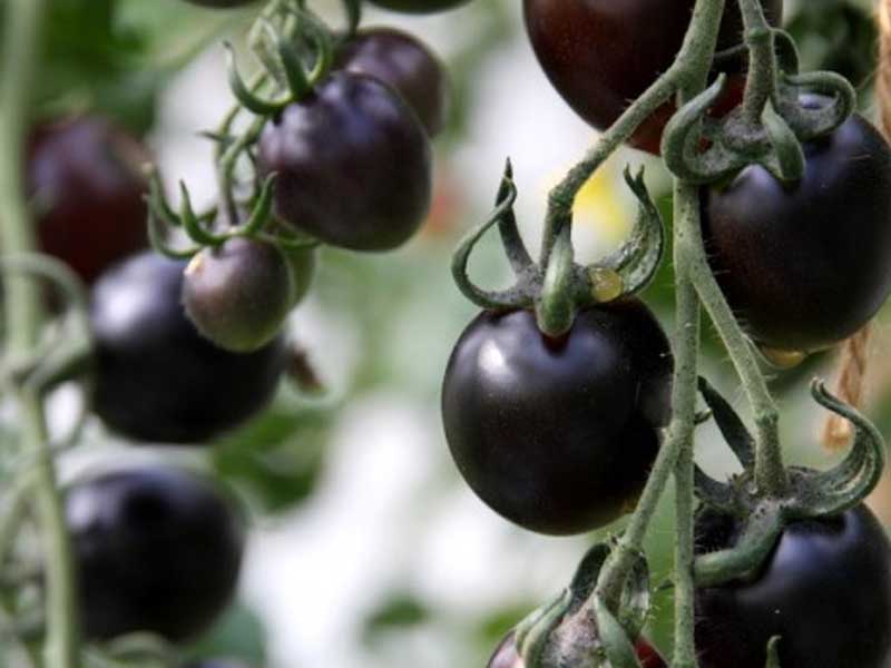 Toftegaard Tomatplante, drivhusplante, model: Blå Cocktail.