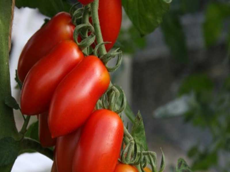 Toftegaard Tomatplante Caprese, San Marzano type til drivhus.