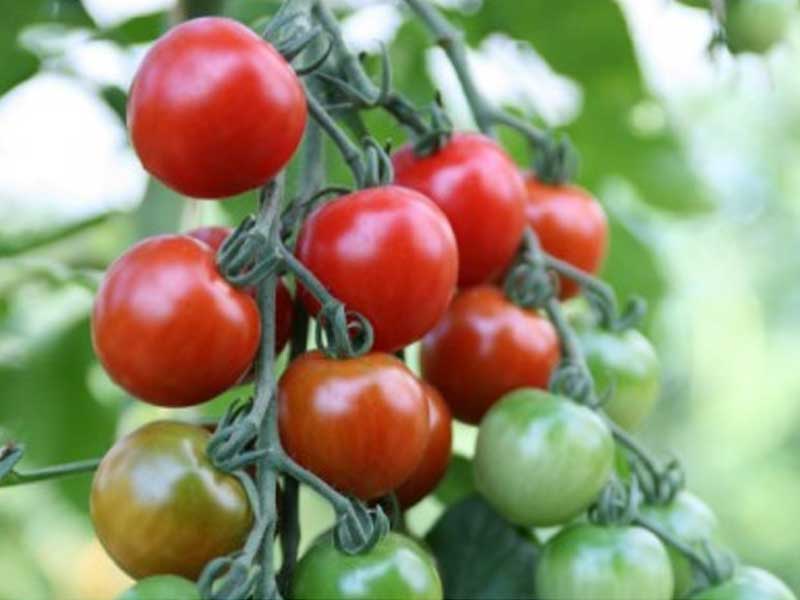 Tomatplante Favorita, drivhusplante fra Toftegaard.