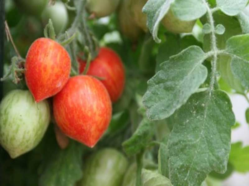 Toftegaard Tomatplante Fuzzy Wuzzy, hængende busk til drivhus.