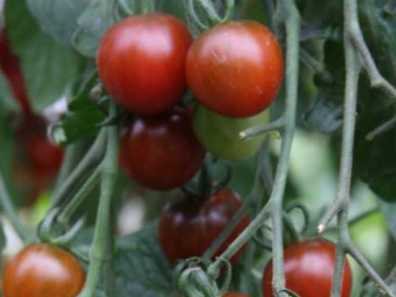 Toftegaard Tomatplante, drivhusplante fra Toftegaard - model Garnet.